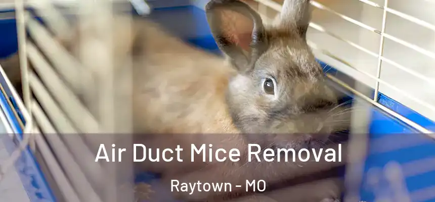 Air Duct Mice Removal Raytown - MO